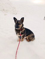 Собаки и кошки в добрые руки