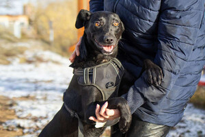 Собаки и кошки в добрые руки