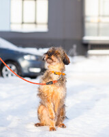 Собаки и кошки в добрые руки