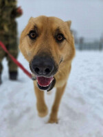 Собаки и кошки в добрые руки