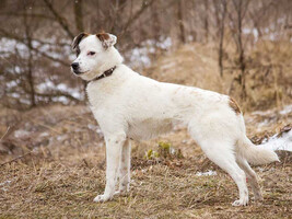 Собаки и кошки в добрые руки