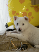 Собаки и кошки в добрые руки