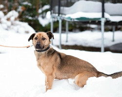 Собаки и кошки в добрые руки