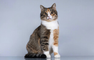 Собаки и кошки в добрые руки