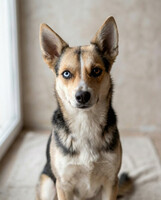 Собаки и кошки в добрые руки