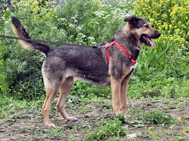 Собаки и кошки в добрые руки