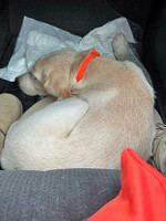 Собаки и кошки в добрые руки