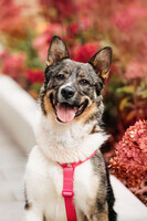 Собаки и кошки в добрые руки