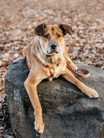 Собаки и кошки в добрые руки