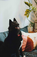 Собаки и кошки в добрые руки