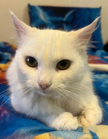 Собаки и кошки в добрые руки