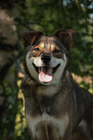 Собаки и кошки в добрые руки