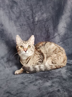 Собаки и кошки в добрые руки