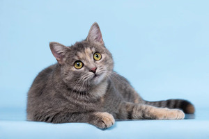 Собаки и кошки в добрые руки