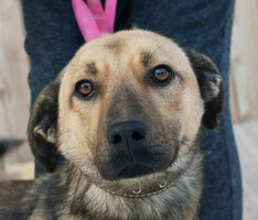 Собаки и кошки в добрые руки