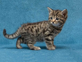 Собаки и кошки в добрые руки