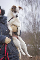Собаки и кошки в добрые руки
