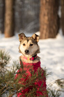 Собаки и кошки в добрые руки