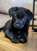 Собаки и кошки в добрые руки