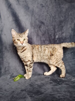 Собаки и кошки в добрые руки