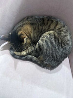 Собаки и кошки в добрые руки