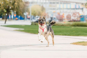 Собаки и кошки в добрые руки