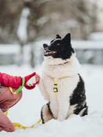 Собаки и кошки в добрые руки