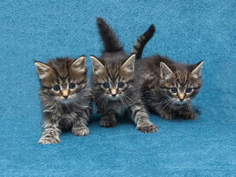 Собаки и кошки в добрые руки