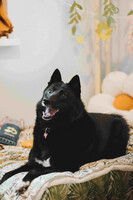 Собаки и кошки в добрые руки