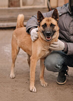 Собаки и кошки в добрые руки