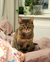 Собаки и кошки в добрые руки