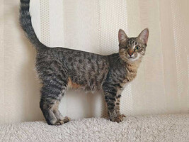 Собаки и кошки в добрые руки