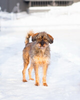 Собаки и кошки в добрые руки