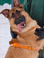 Собаки и кошки в добрые руки