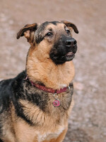 Собаки и кошки в добрые руки