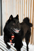 Собаки и кошки в добрые руки