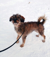 Собаки и кошки в добрые руки