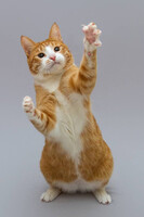 Собаки и кошки в добрые руки