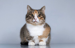 Собаки и кошки в добрые руки