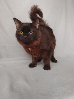 Собаки и кошки в добрые руки