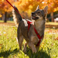 Собаки и кошки в добрые руки