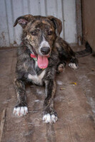 Собаки и кошки в добрые руки