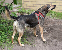 Собаки и кошки в добрые руки