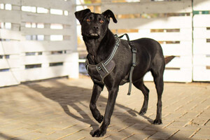 Собаки и кошки в добрые руки