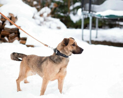 Собаки и кошки в добрые руки