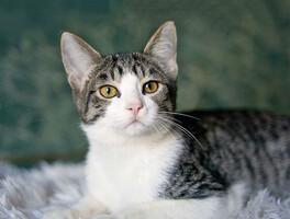 Собаки и кошки в добрые руки