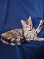 Собаки и кошки в добрые руки