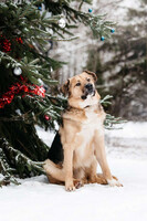 Собаки и кошки в добрые руки