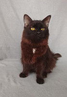 Собаки и кошки в добрые руки