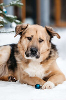 Собаки и кошки в добрые руки